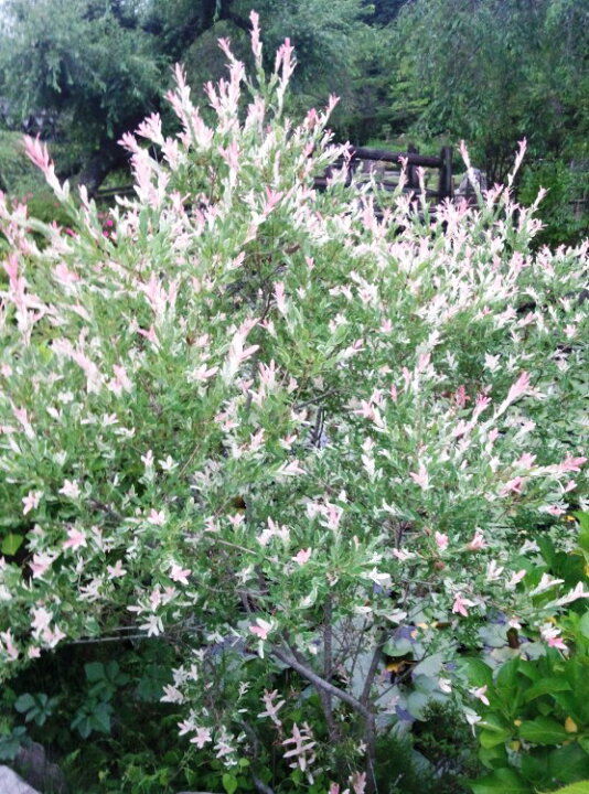 楽天市場 ハクロニシキ 白露錦 苗 樹高60cm前後 花の郷滝谷花しょうぶ園楽天市場店 楽天市場 ハクロニシキ 白露錦 苗 樹高60cm前後 花の郷滝谷花しょうぶ園楽天市場店