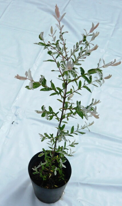 楽天市場 ハクロニシキ 白露錦 苗 樹高60ｃｍ前後 花の郷滝谷花しょうぶ園楽天市場店