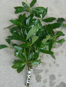 Y@сy݁z@1@35cm`40cm×i3`5{j