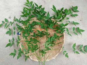 Y@V̗t@ȂĂ@}́@30cm`35cm×5{