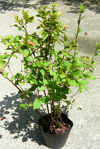 ~coccW OtccW@݂΂@1 60cmO