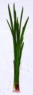 匂い菖蒲切葉（におい菖蒲）7本約60cm(4月下旬〜）GW期間中お届け可能