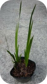楽天市場 菖蒲 苗の通販
