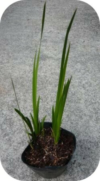 楽天市場 匂い菖蒲苗 におい菖蒲 花の郷滝谷花しょうぶ園楽天市場店