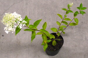 m؁is~bhAWTCjc؁@30cmO