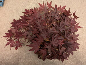 Y@Ԃ݂@}́@25cm`30cm×5