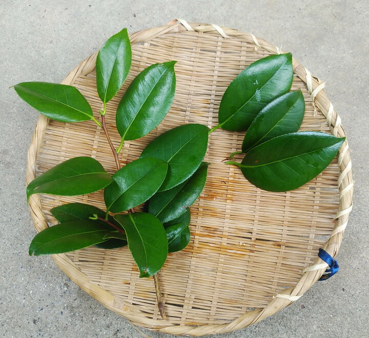楽天市場】国産 椿の葉 つばき 枝もの 30cm〜35cm×5本 : 花の郷 