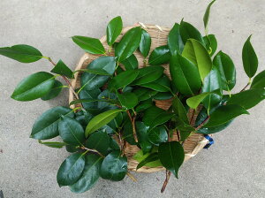 Y@ւ̗t@΂@}́@30cm`35cm×5{