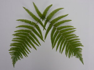 Y@EW@yߓz@30cm`35cm×10