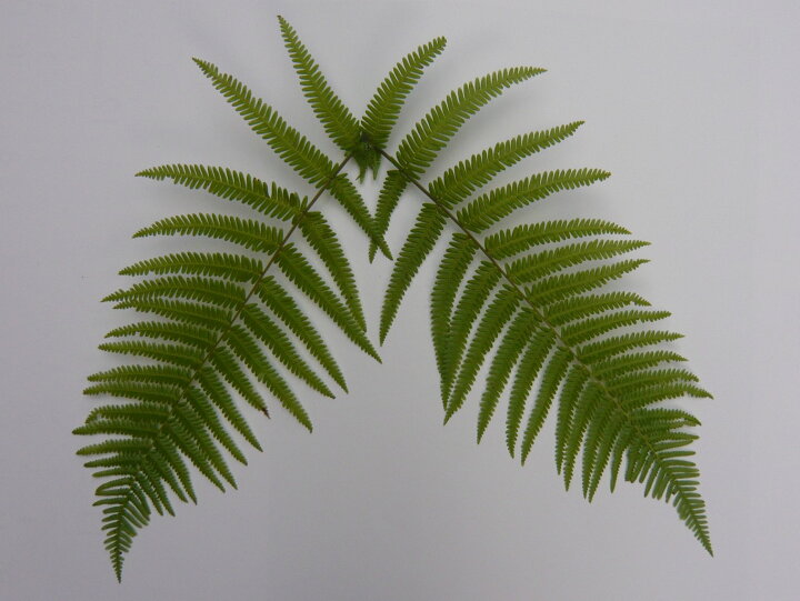 楽天市場】国産 ウラジロ 生【しめ縄飾り】 30cm〜35cm×5枚 : 花の