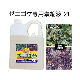 (コケそうじ) ゼニゴケ専用 濃縮液 2L 業務用 パネフリ工業