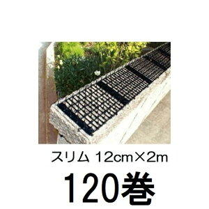 (5P[X 24×5Zbg) _V[g X12cm×2m F (120Zbg) rj[ ylREEȂǂ̐Nhz(ls @llI)