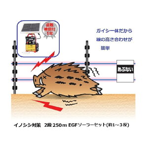 CmVV΍p 2i250mEGF\[[Zbg (955) dC ⏞t dq쏊 keib