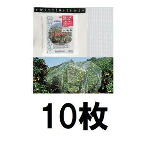 (10g) L{V ʎۂhlbg 6×6M 7679 (h)@zm