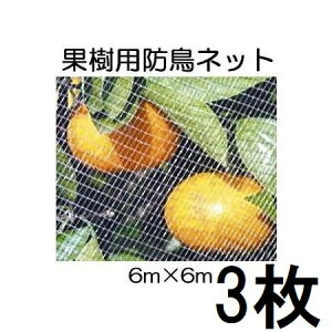 (3Zbg) L{V ʎۂhlbg 6×6m 7679 hԁ@(zmP1)