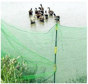 dC N^ lbg 50mpN-1^Zbg