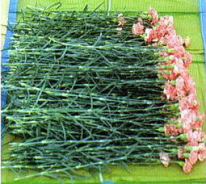 (5���Z�b�g) �}�L�}�L 90×180cm (�_���|�[��R 6�{��) �F���G�N�V�� (���{�� ���i�� ���ϋv) �ԏo�חp ��l�b�g �Ԏ��n�p �����l�b�g �܂��܂��@zs