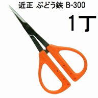 (標準包装) 近正 ぶどう鋏 B-300 チカマサ (ネコポス)　zs