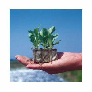 楽天市場 ニッテン ペーパーポット ソ 1 No 1 1400本付30冊 家畜ビート 根菜類 日本甜菜製糖 瀧商店