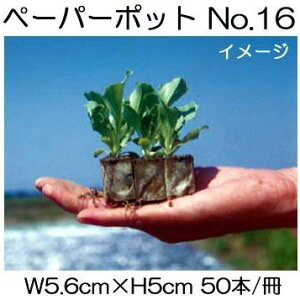 (300) jbe y[p[|bg No.16 50{t ubR[A܂߁AnNTCAJ[l[VA {[ؐ |@lElƎҌ