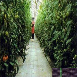 (ϋv hV[g) JPV[g 300cm×100m yV[g GNXeA _@ 돤XzFIт (hpV[g) JNCJ