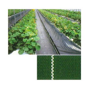 (ϋv hV[g) JPV[g  150cm×100myV[g GNXeA _@ 돤XzFIт (hpV[g) JNCJ