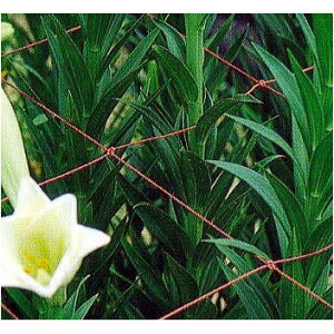 �t�����[�l�b�g 4�� ×10cm�p�`30cm�p ����100m (�F�E�T�C�Y�I��) 400D 24�{�Q (��or��) �����˒�