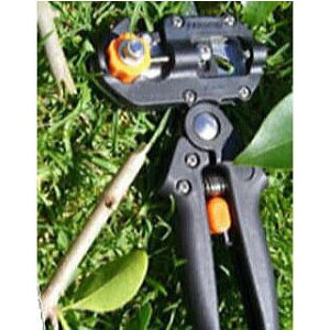 ږ Ja-1 yƎ2oiz (؂ڂEl ڂ؂͂ ږؐElDX) _ _Y (zm)