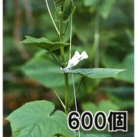 (600個入) ハウス栽培用 誘引具 つりっ子 キュウリ用 ナスニックス(100個入×6袋)