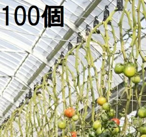 (100) U V Uq2 UqII g}g U^[͔|p U iXjbNX