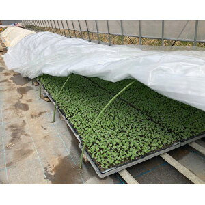 g[J zbgThV[g ^Cv 230cm×25m ^^~ (ՌV[g c gl ۉ΍ ۉނŐߖɍv) 㣋Y