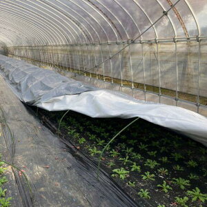 g[J zbgThV[g Vo[^Cv 300cm×25m ^^~ (ՌV[g c gl ۉ΍ ۉނŐߖɍv) 㣋Y