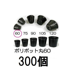 (300Zbg) ||bg 6cm | ی^|bg  60 ꌊ1 a60mm×54mm _ (쓙or^[pbN)@zs