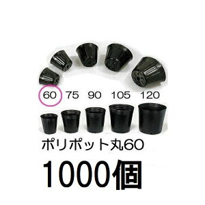 (1000Zbg) ||bg 6cm | ی^|bg  60 ꌊ1 a60mm×54mm _ށ@zs