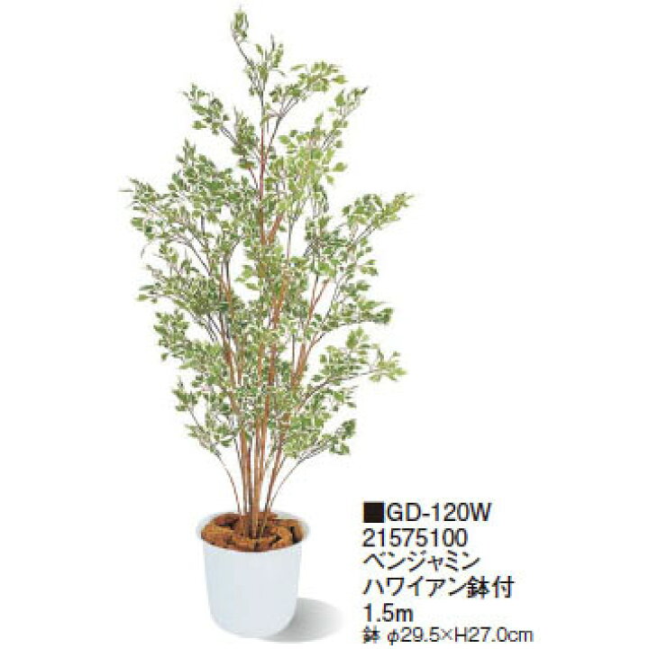楽天市場 室内用 観葉植物 ベンジャミン ハワイアン鉢付 1 5m Gd 1w タカショー 園芸用品 エクステリア 農機具 瀧商店 瀧商店