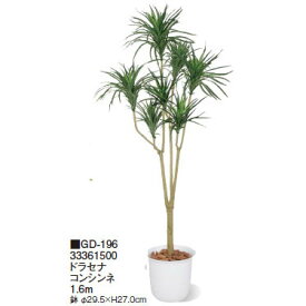 楽天市場 ドラセナ コンシンネの通販