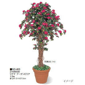楽天市場 ブーゲンビリア 鉢の通販