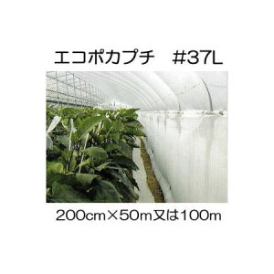 (llzs) nEXۉ GR|Jv` #37L 200cm 50m2 ܂100m1I Y