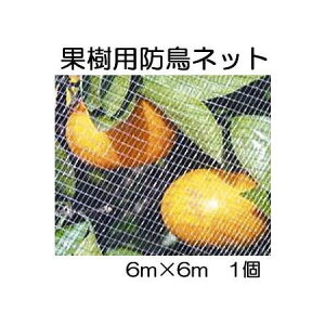 L{V ʎۂhlbg 6×6m 7679 hԁ@(zmP1)