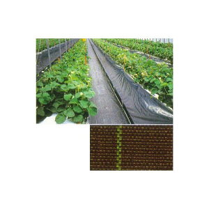 (ϋv hV[g) hV[g JPV[g  125cm×100m yV[g GNXeA _@ 돤XzFIт JNCJ