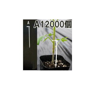 (12000)  T-110P (1000×12) iXjbNXmU U |pi _@ 돤Xn