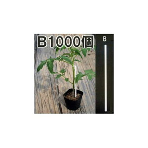 (1000��) ������ڃX�e�B�b�N ST-210 �m�U������ �U���� ���|�p�i �_�@�� �돤�X] TS-210 �i�X�j�b�N�X