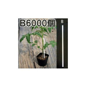 (6000��) ������ڃX�e�B�b�N ST-210 (1000��×6��) �i�X�j�b�N�X �m�U������ �U���� ���|�p�i �_�@�� �돤�X�n