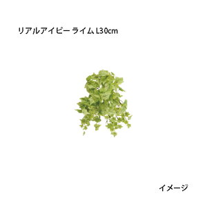 ipjnMOlHAAACr[ C L30cm(GN-92@21672700)m^JV[ |pi GNXeA _@ 돤X]