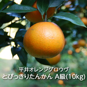 �y�\��z�����哇�Y �Ƃт����肽�񂩂� A���i 5kg/10kg�� ����I�����W�O���E�� �F�^���J�� ���k �݂��� �I�����W �ʕ� �t���[�c �f�U�[�g �����p �M�t�g ���蕨 �v���[���g �����Y ��������