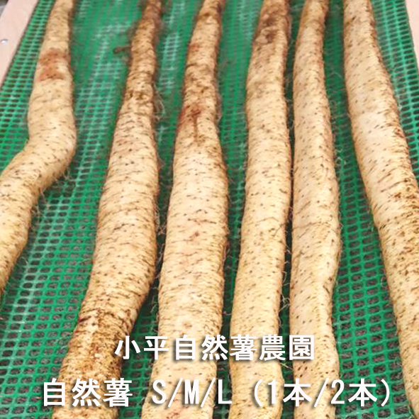 12月上旬から発送予定栃木県産 自然薯 S M L 小平自然薯農園 送料無料