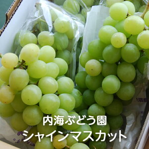 Ԃǂ̏ VC}XJbg 1kg/2kg/3kg/4kg CԂǂFԂǂ  uhE O[v x n Â   S 햳 Ȃ 炲 In͔| p Mtg 蕨