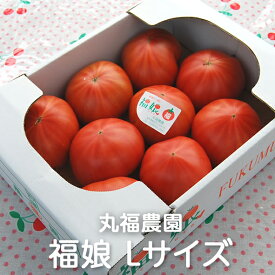 栃木県産 福娘トマト Lサイズ 2kg箱 丸福農園 産地直送 農家直送 送料無料(一部地域除く)