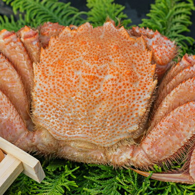 楽天市場 蟹とウニの豪華コラボ ボイル毛ガニ500g 1尾 生うに折100g 北海道ぐるめ館 たくよう