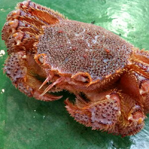 kCYEъI500gO×1yyMt_̂zyJjzyz